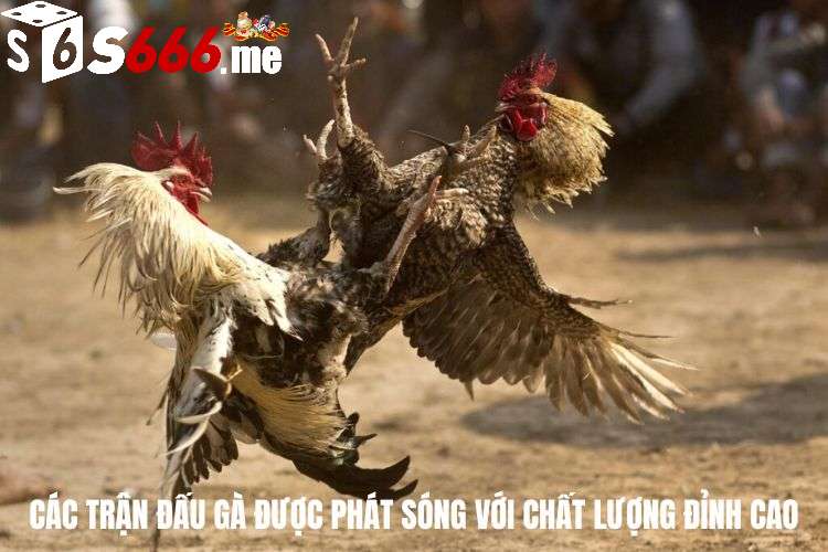 Các trận đấu gà được phát sóng với chất lượng đỉnh cao